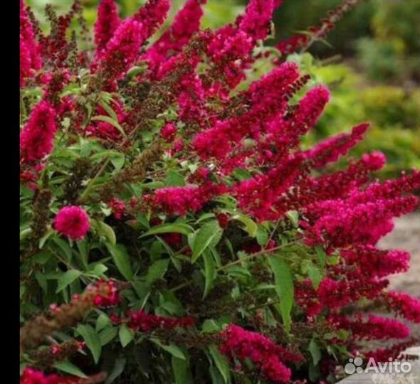 Будлея Давида розовая