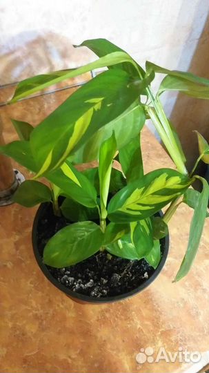 Ктенанта любберса