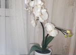 Декоративный светильник орхидея