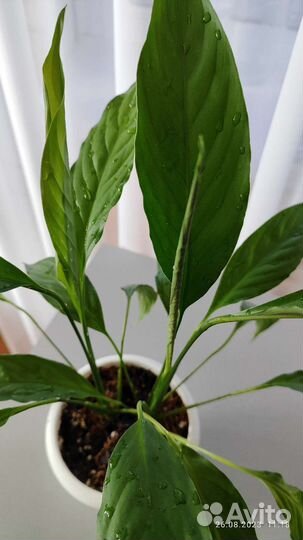 Спацифиллум женское счастье