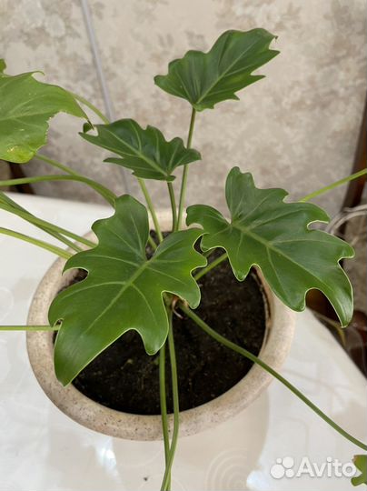 Домашние цветы