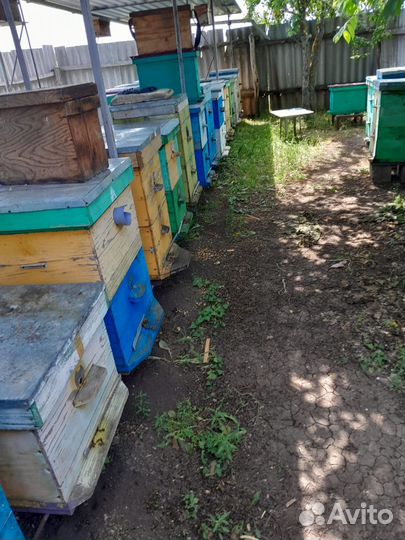 Продается пасека