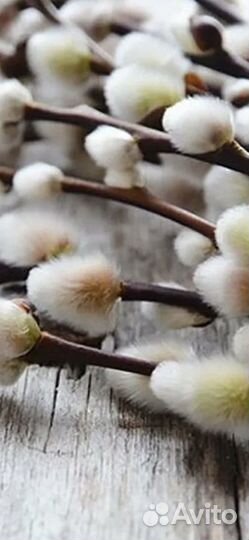 Саженцы Вербы