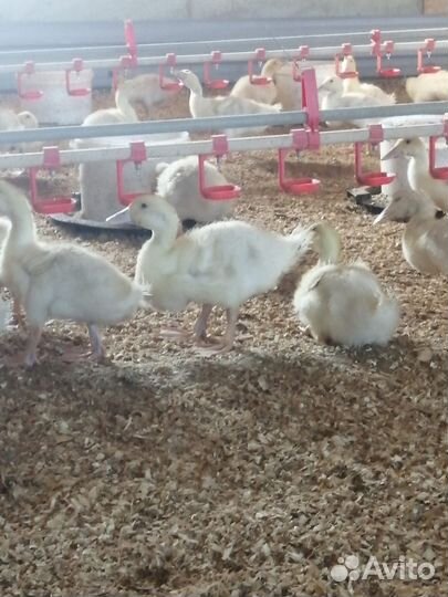 Утята подрощеные