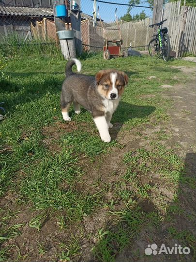 Собаки щенки бесплатно