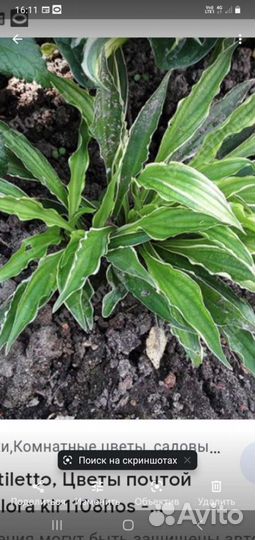 Хоста растение