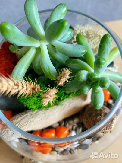 Флорариум с живыми суккулентами