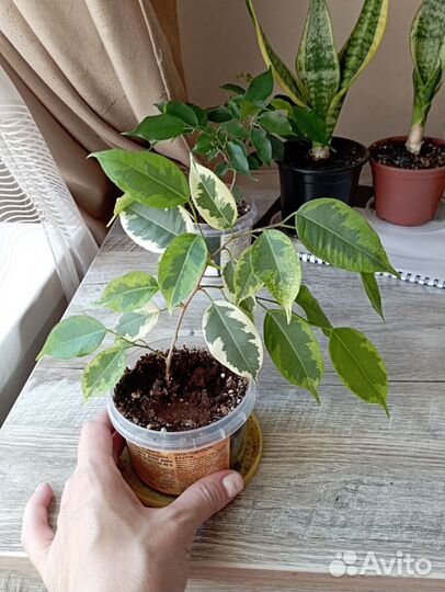 Цветы комнатные