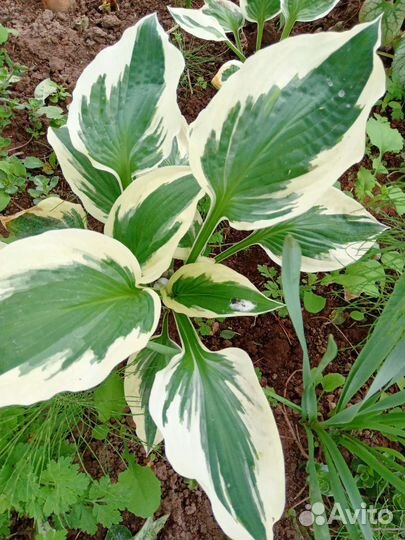 Многолетние растения