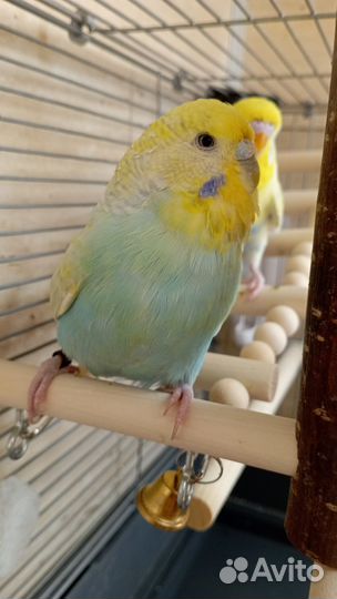 Волнистые попугаи