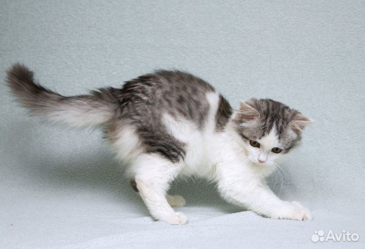 Пушистый котёнок Витька в добрые руки