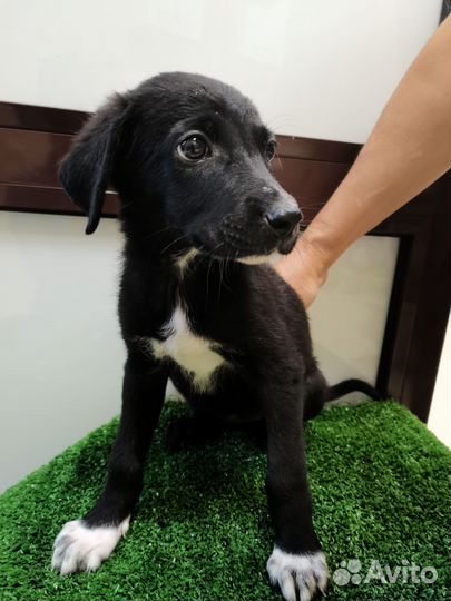 Собака щенок в добрые руки небольшая порода