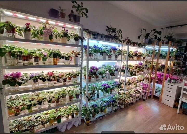 Сортовые фиалки