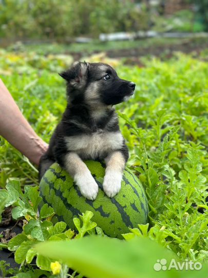 Щенок в заботливые руки бесплатно