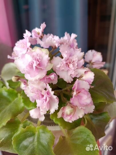 Фиалки цветущие