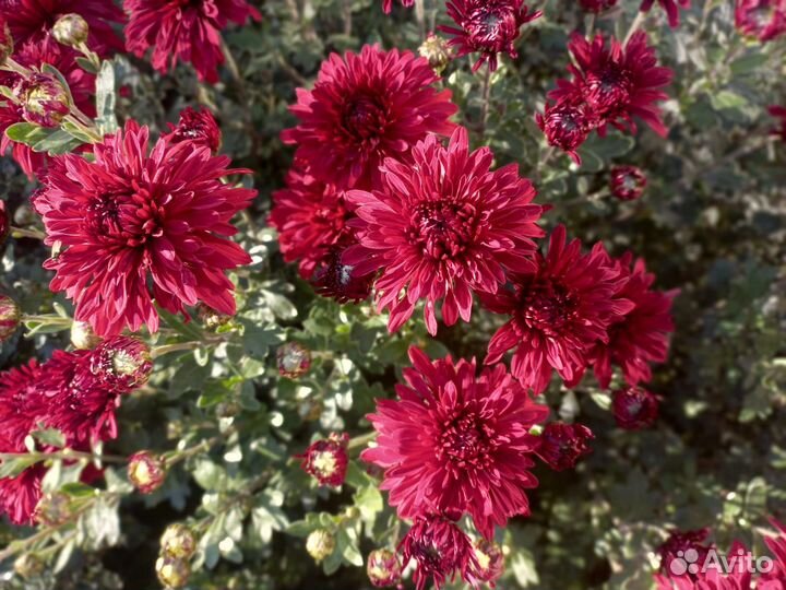 Хризантемы корейская