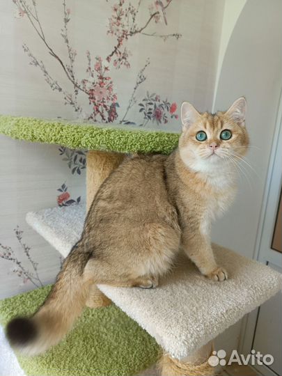 Золотой котик