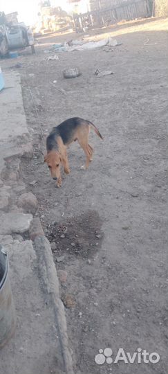 Русская гончая