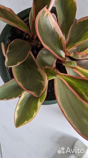 Пеперомия триколор