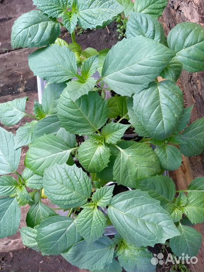 Рассада овощей