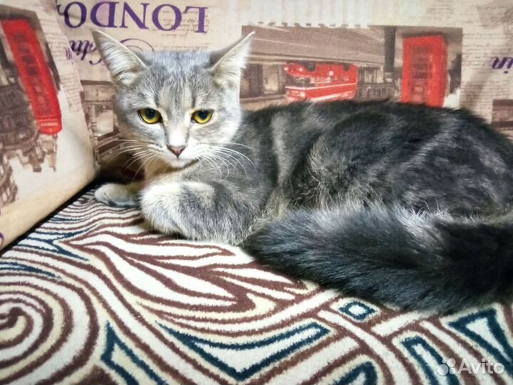 Шотландские кошки