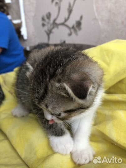Шотландские вислоухие котята