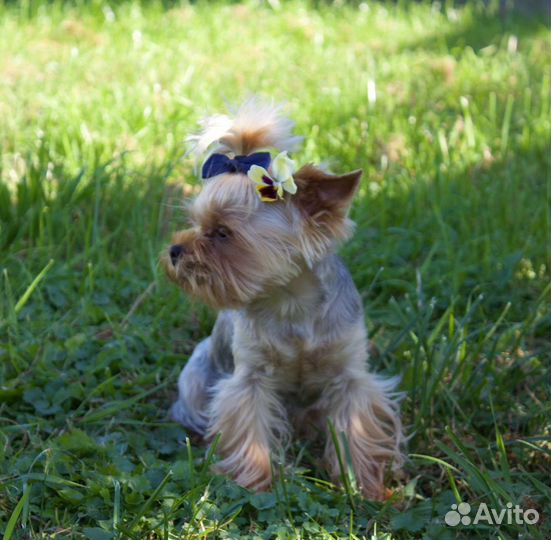 Йоркширский терьер мини беби фейс вязка