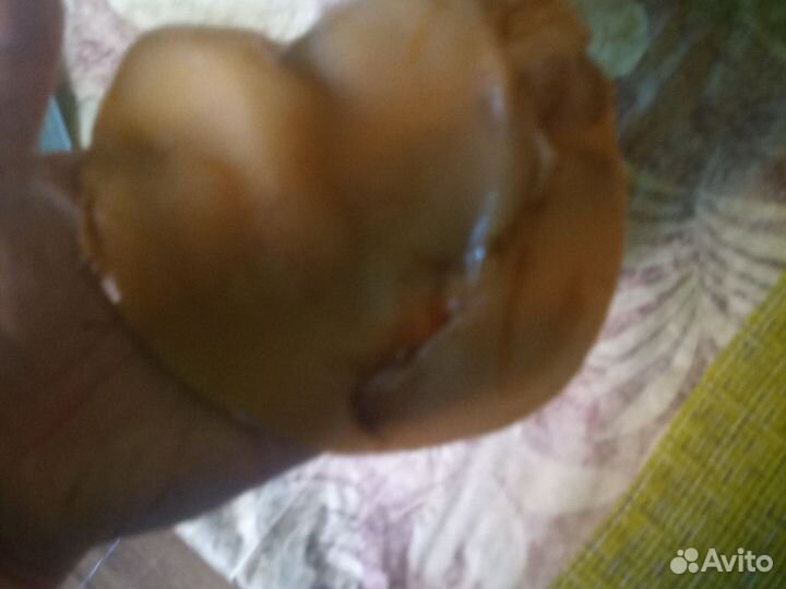 Чайный гриб