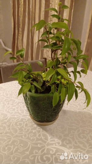 Фикус бенджамина наташа