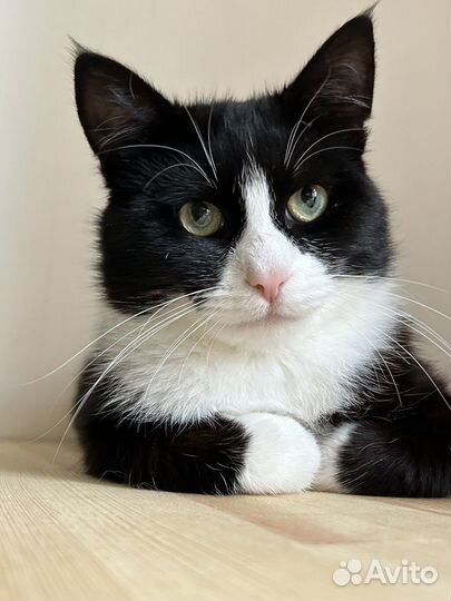 Котик, 1 год