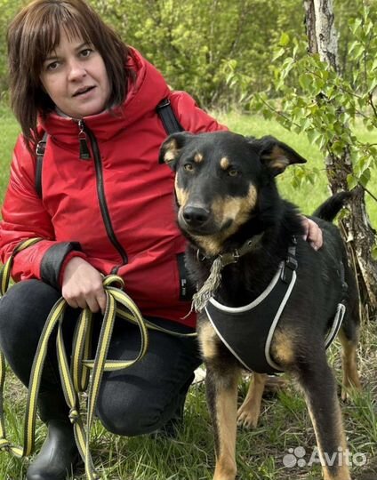 Красавец-пёс Ричард в поисках дома