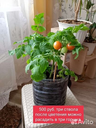 Рассада помидор