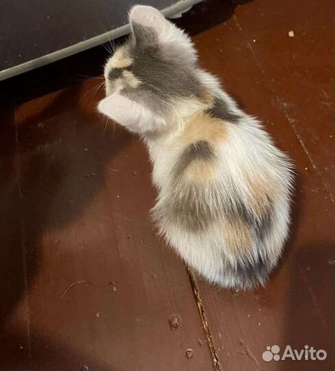 Трёхцветная кошечка