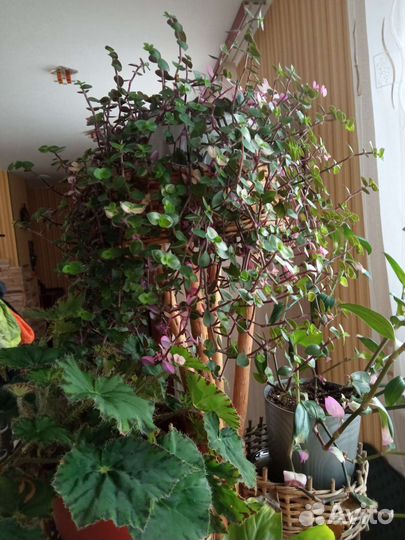 Коллизия бьянка