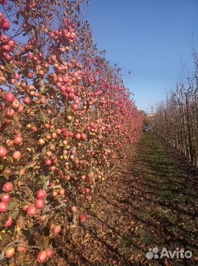 Саженцы яблони на карликовом и полукарликовом подв