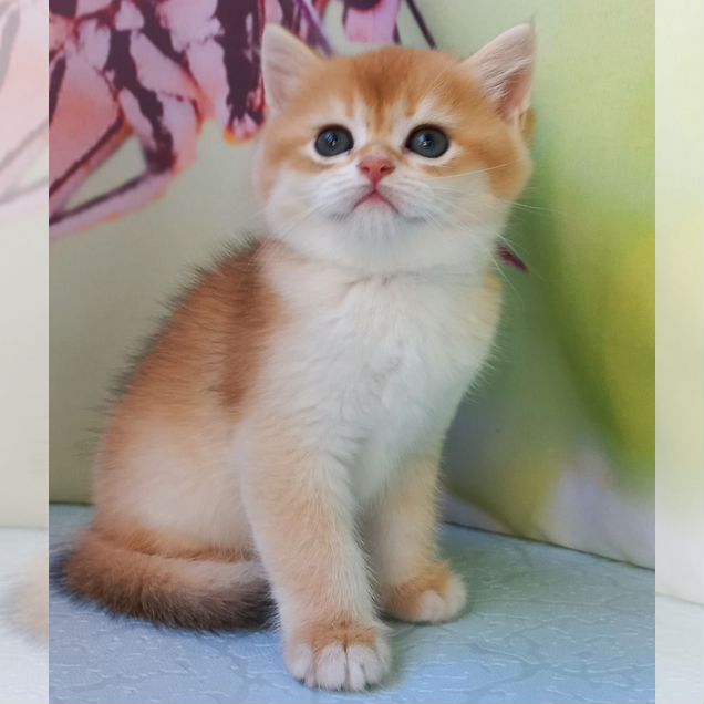 Британский короткошёрстный котёнок