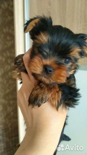 Йоркширские красавчики