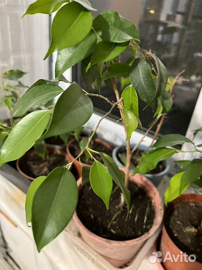 Фикус бенджамина