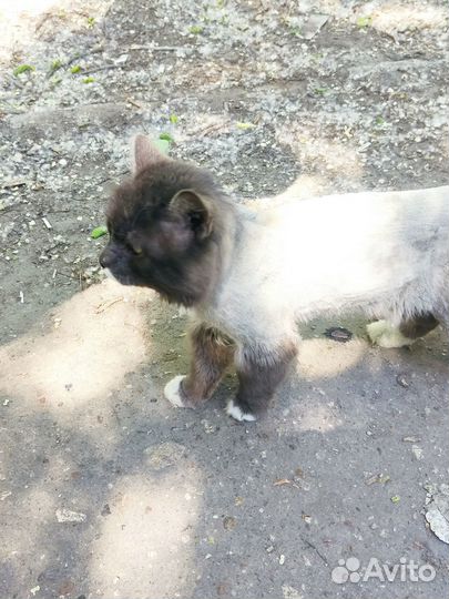 Потерялась кошечка/котик