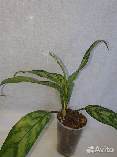 Аглаонема сильвер квин