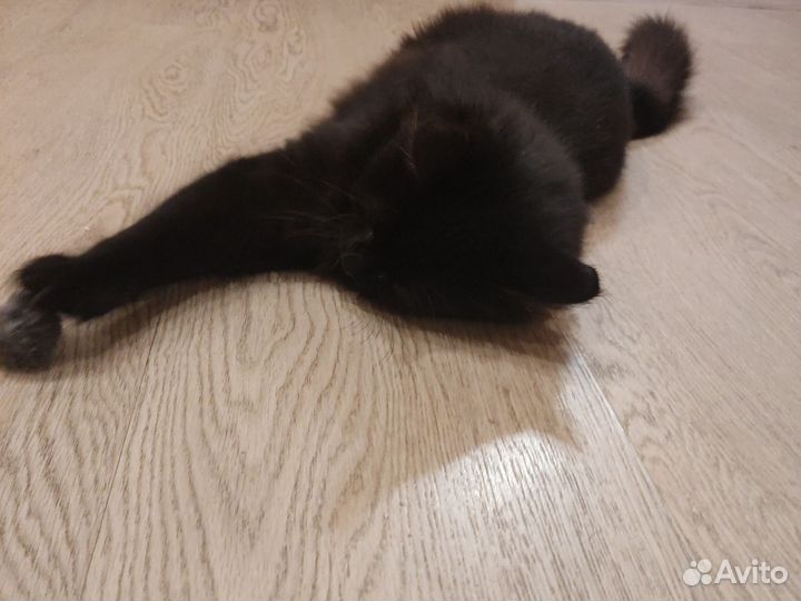 Кошки в добрые руки бесплатно