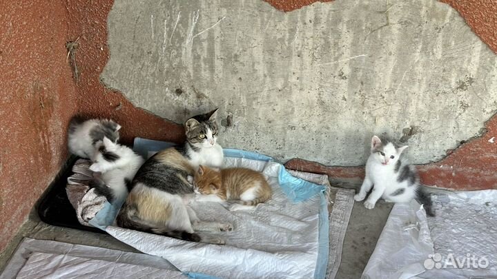 Котята ищут дом