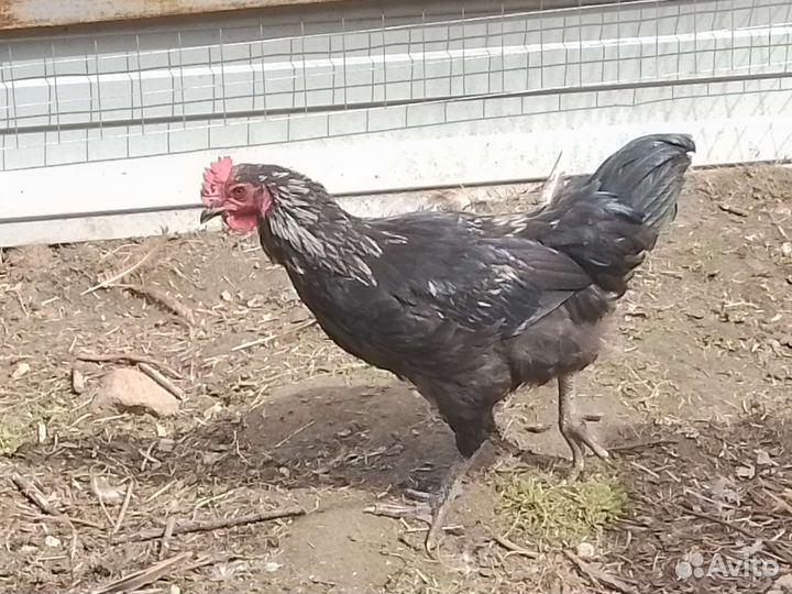 Супер петух