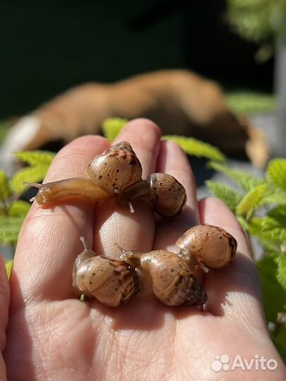 Улитки ахатины бесплатно