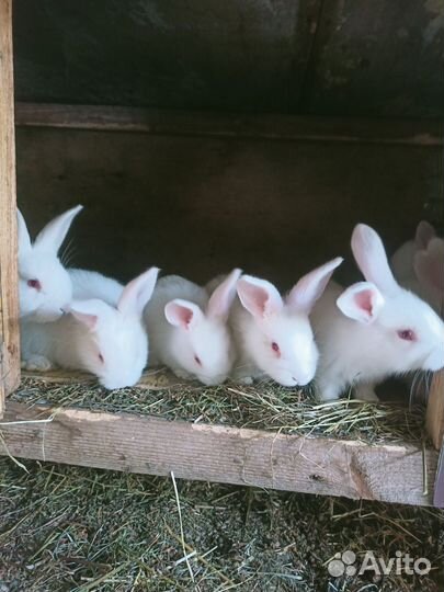 Кролики белый паннон