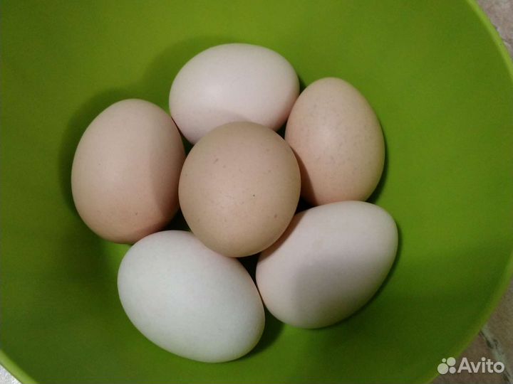 Индоутки гуси на мясо