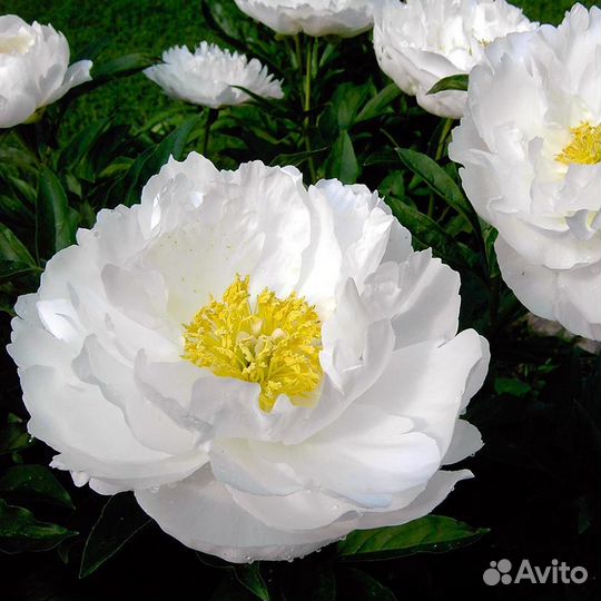 Махровые пионы более 50 сортов