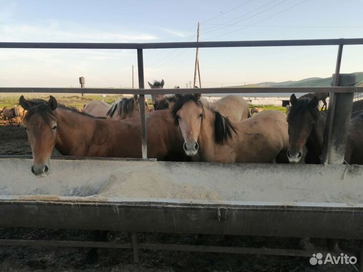 Продажа лошадей