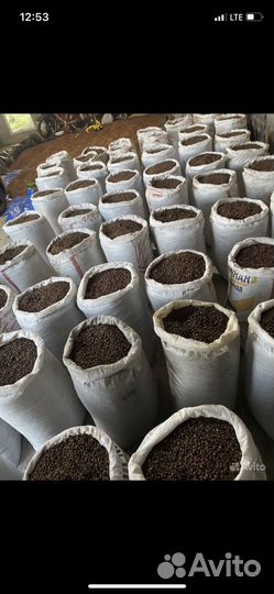 Орех кедровый