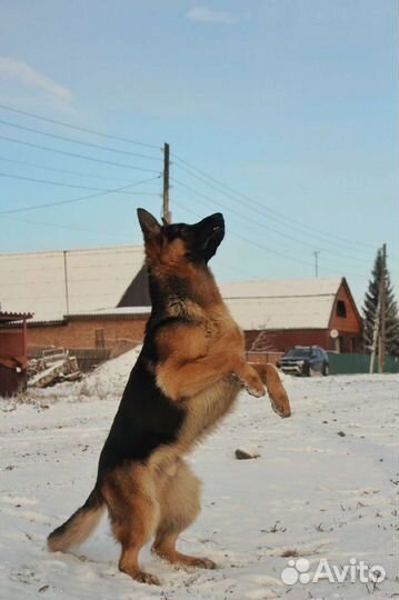 Щенки немецкой овчарки